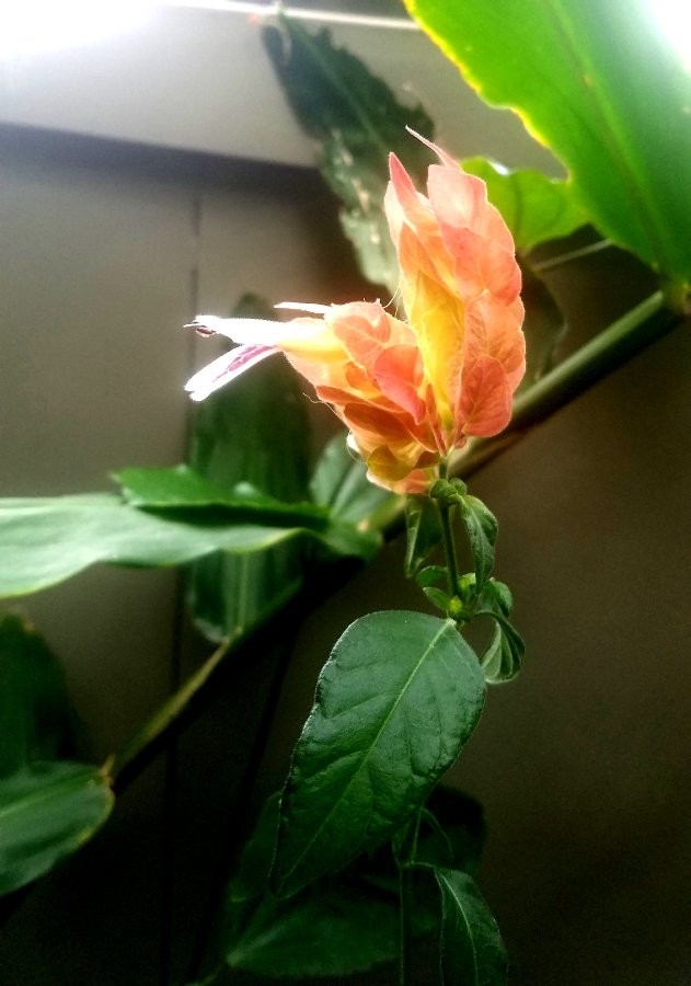 shrimpplant-20180130_130916_900