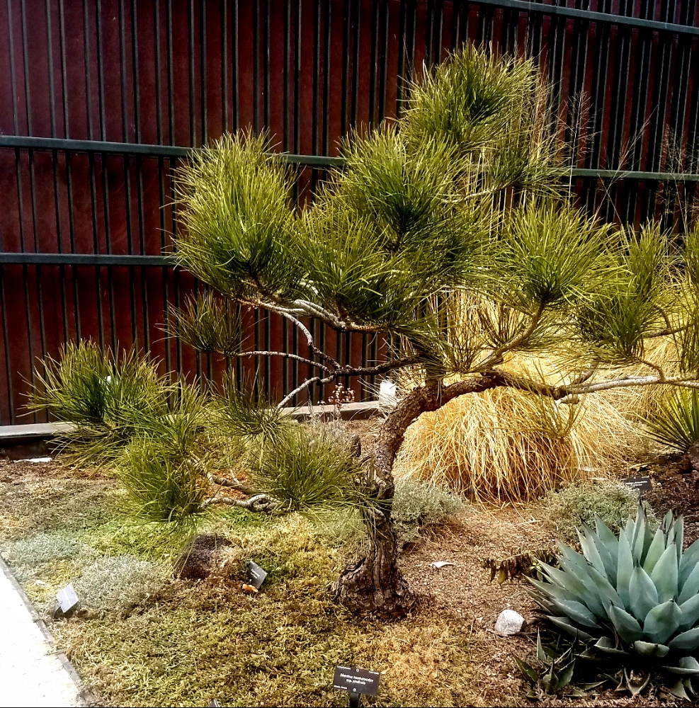 tree-20180130_123643_26118063668_1000