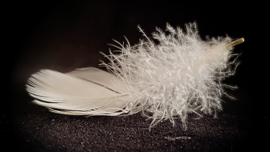 00-angelfeather-20180330_142238_40410753114A900