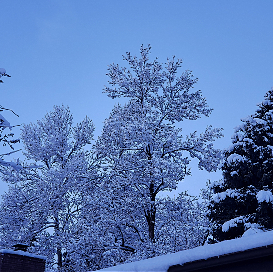 00-blue-earlymorning-20180319_072918A900