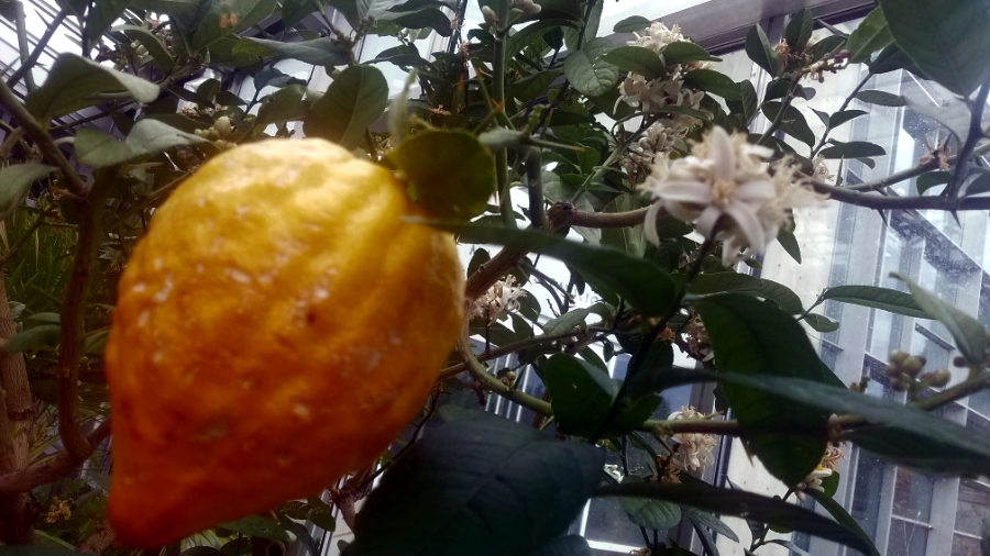 00-citrustree-DBG-20180130_134645A900