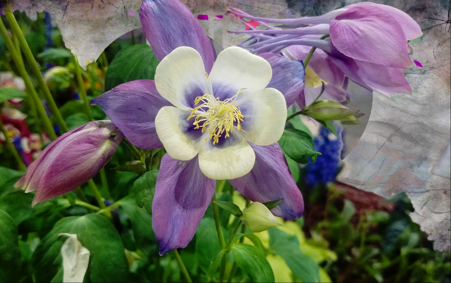 Color Your World –&nbsp;Wisteria