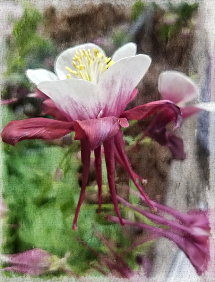 Color Your World –&nbsp;Cerise