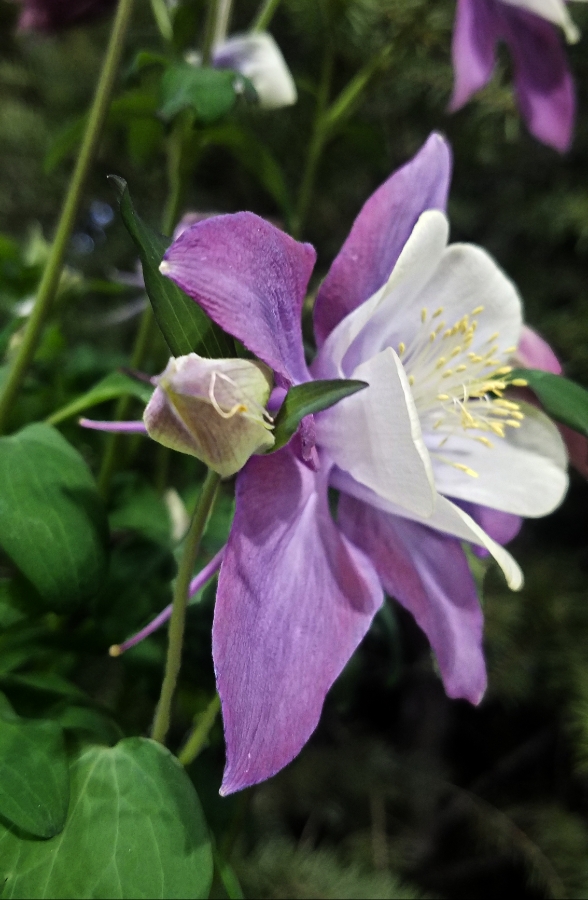 00-columbine-blueviolet020180224_132930_39571258675_900