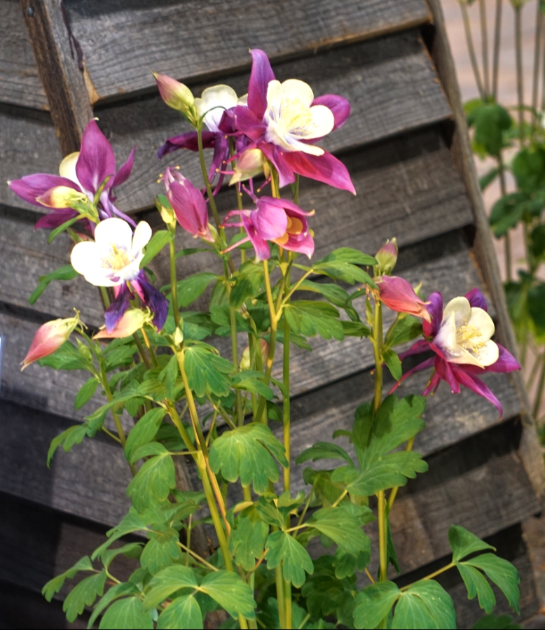 00-columbines-DSC04629_A900