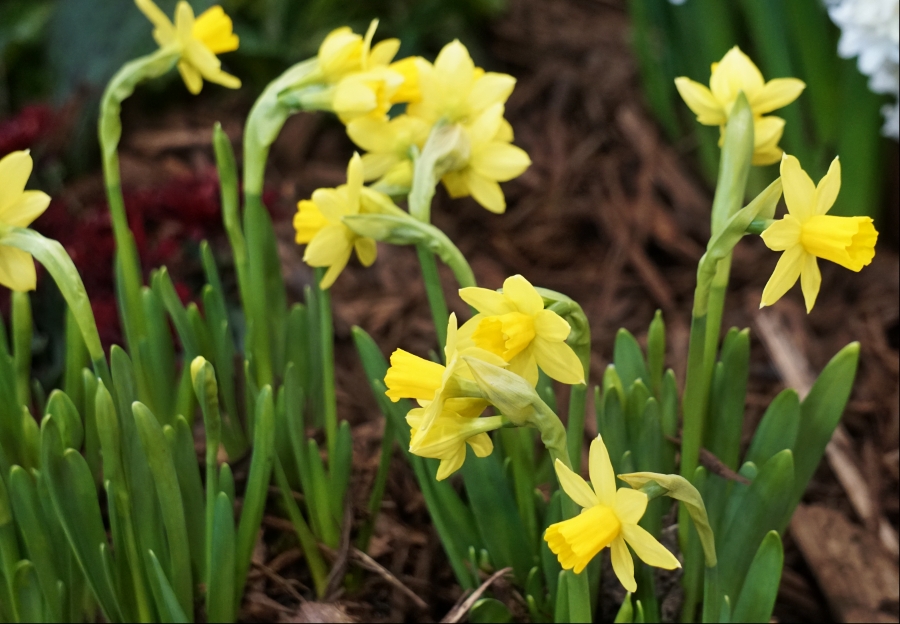 Flower of the Day – March 15, 2018 –&nbsp;Daffodil
