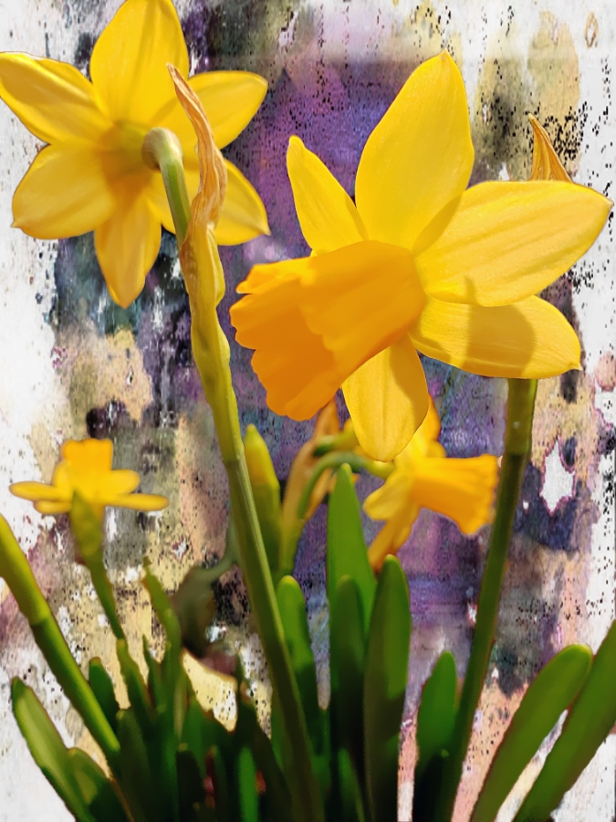 00-daffodils-yellow-20180316_170757_A900