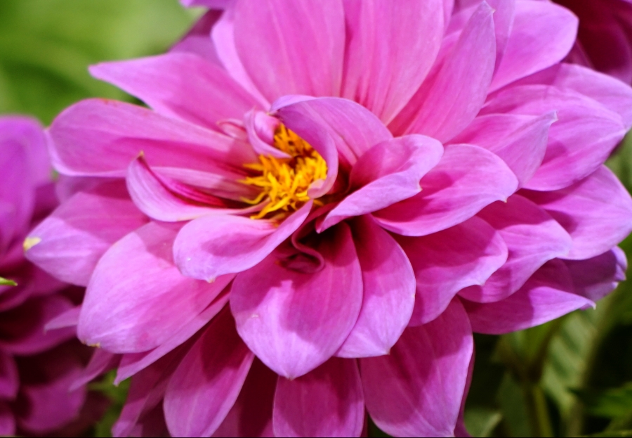 Color Your World – Wild&nbsp;Strawberry