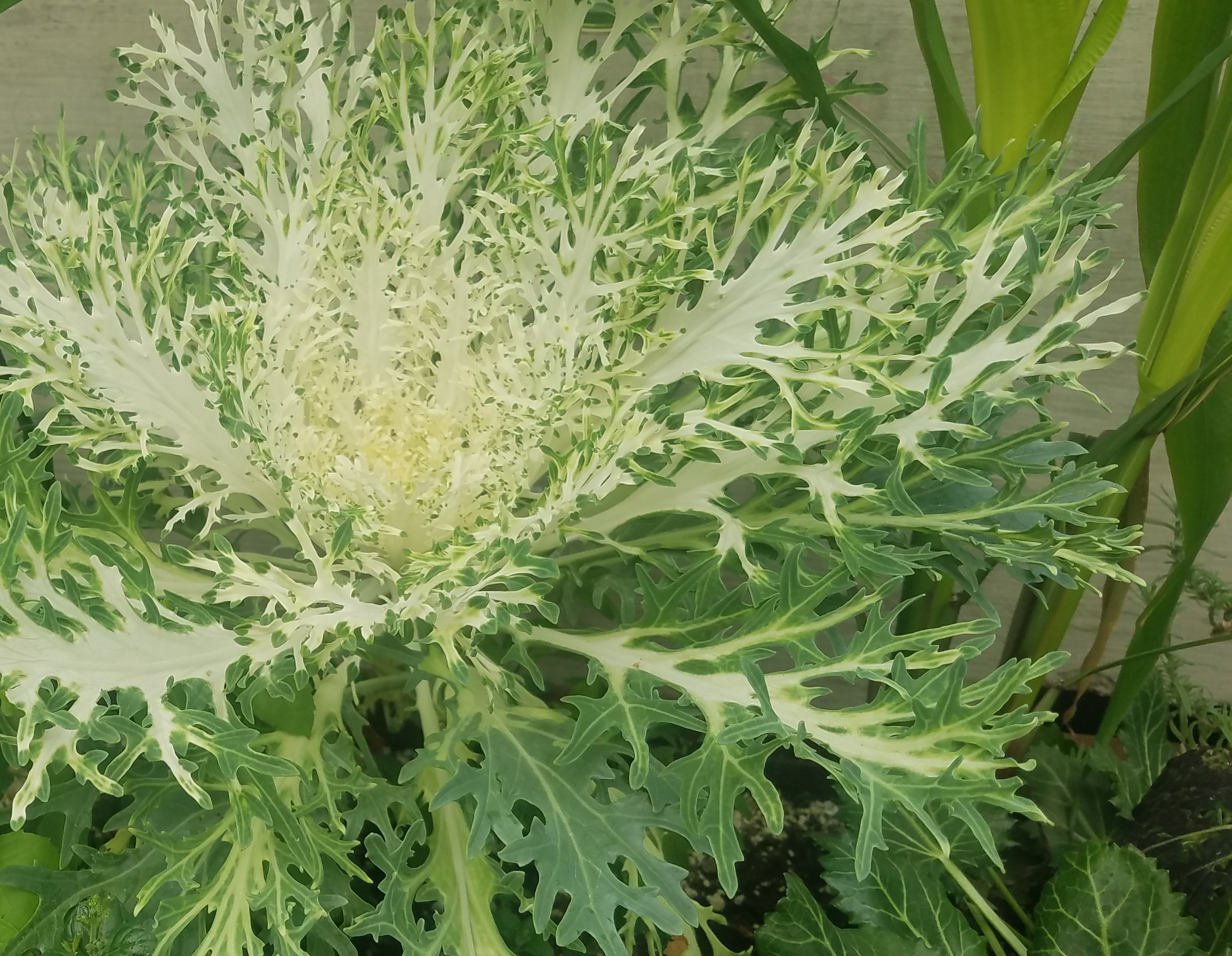 00-DecorativeCabbage20171104