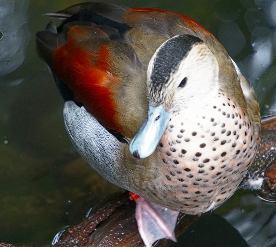 00-duck-3900-DSC04204_A900