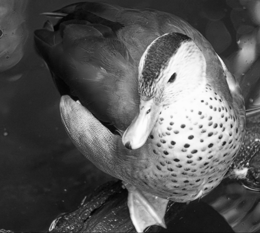 00-duck-3900-DSC04204_M900