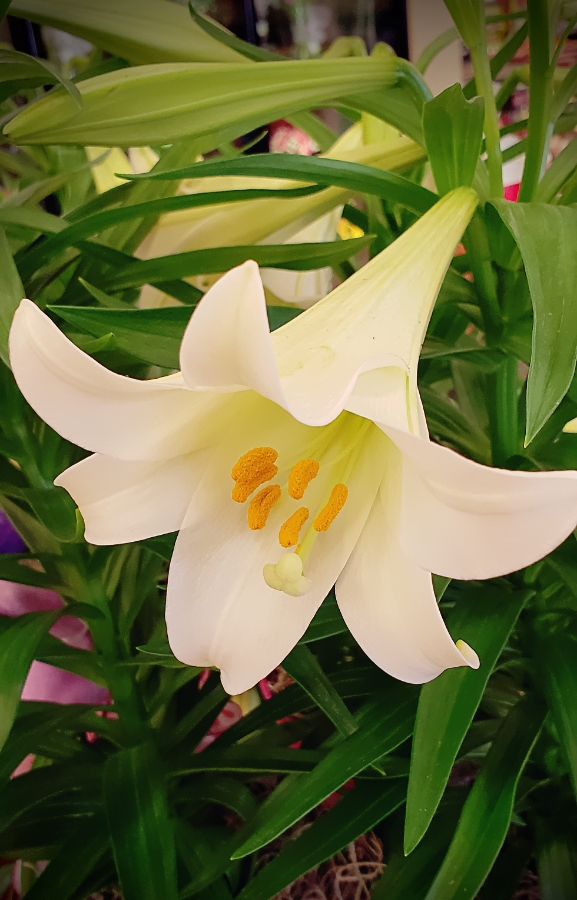 00-EasterLily-900-20180325_150208_AV