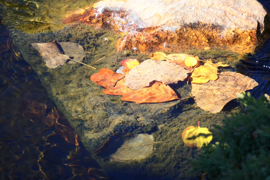 00-Fall-Leaves-Water-DSC03651_900