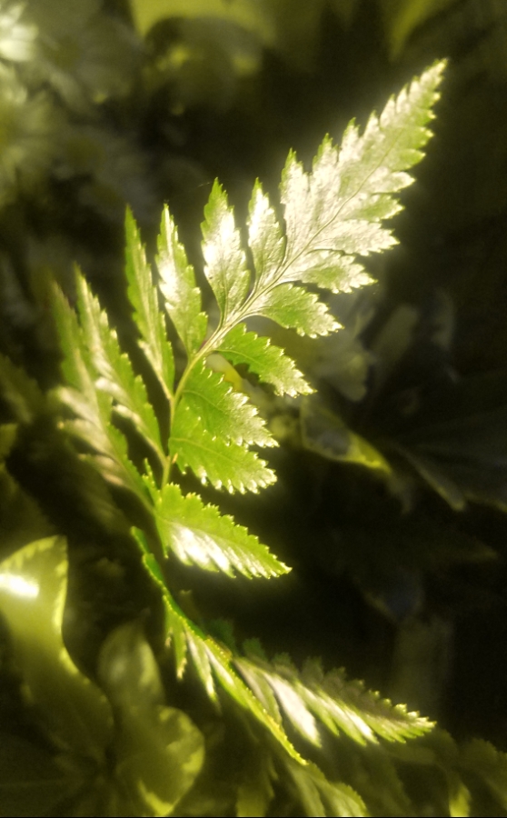 365 Project  – A Photo A&nbsp;Day