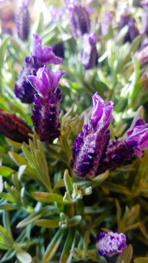 00-lavendar-900-20180311_171550_001_A