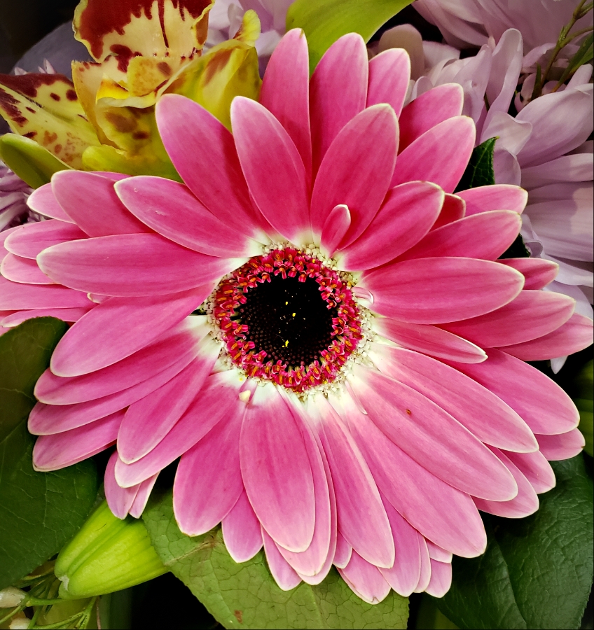 Color Your World –&nbsp;Lavender