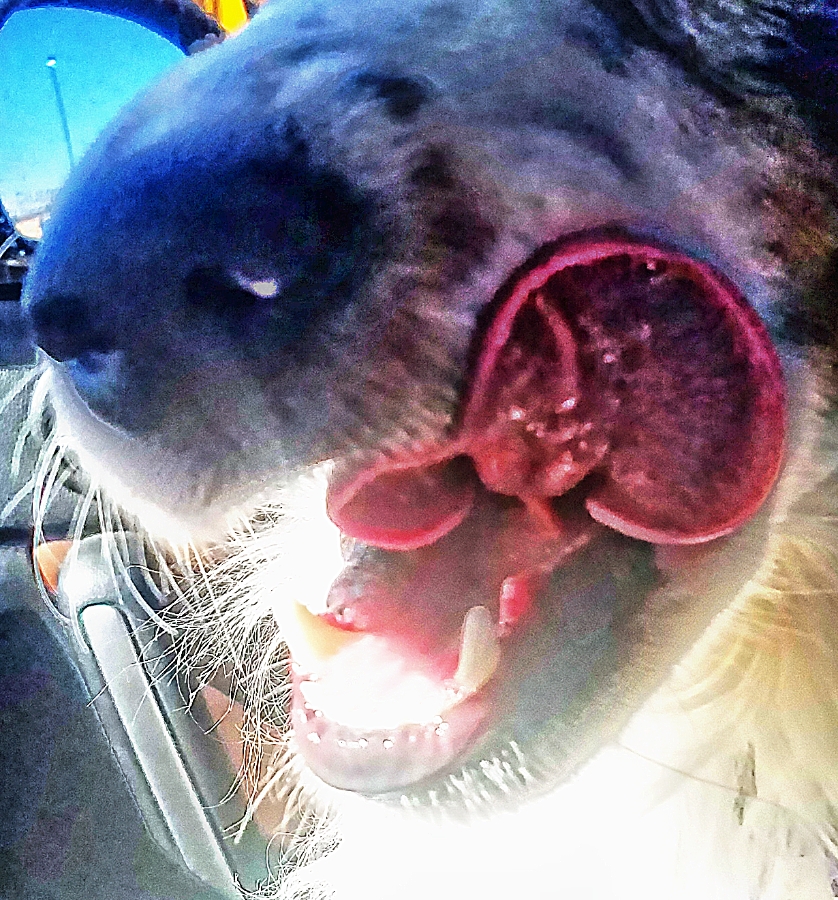 00-LIckydog-20180217_113738-900A