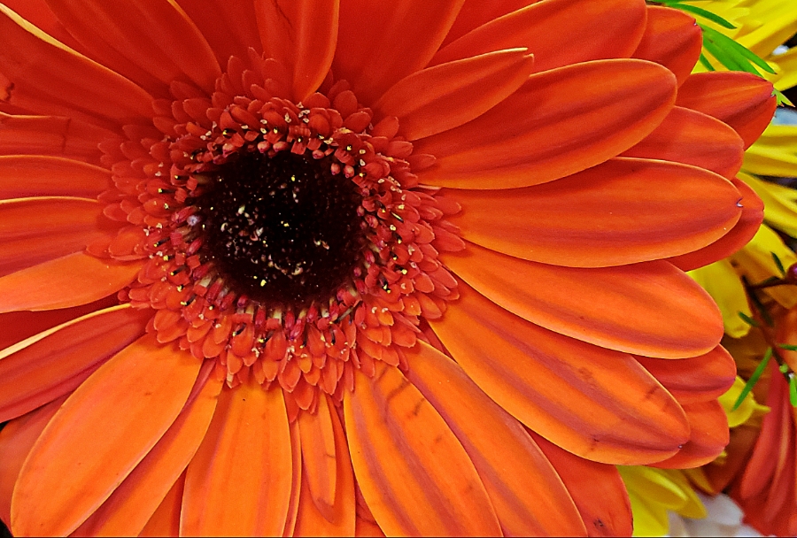 Flower of the Day – March 19,&nbsp;2018