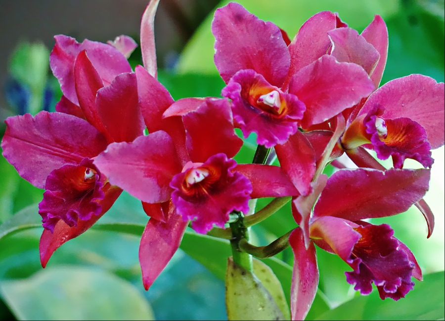 00-magenta-orchid-900-DSC03625A