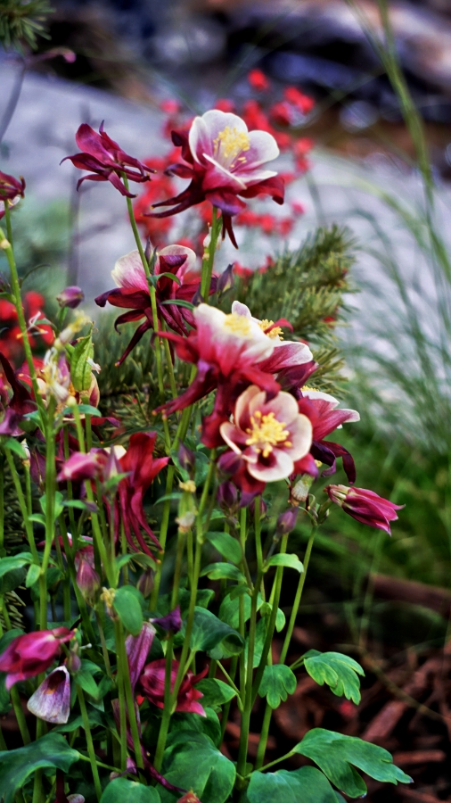 Color Your World –&nbsp;Maroon