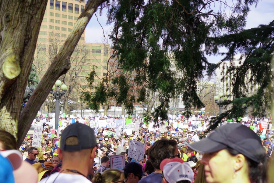 00-MFOL-trees-DSC04734_A900