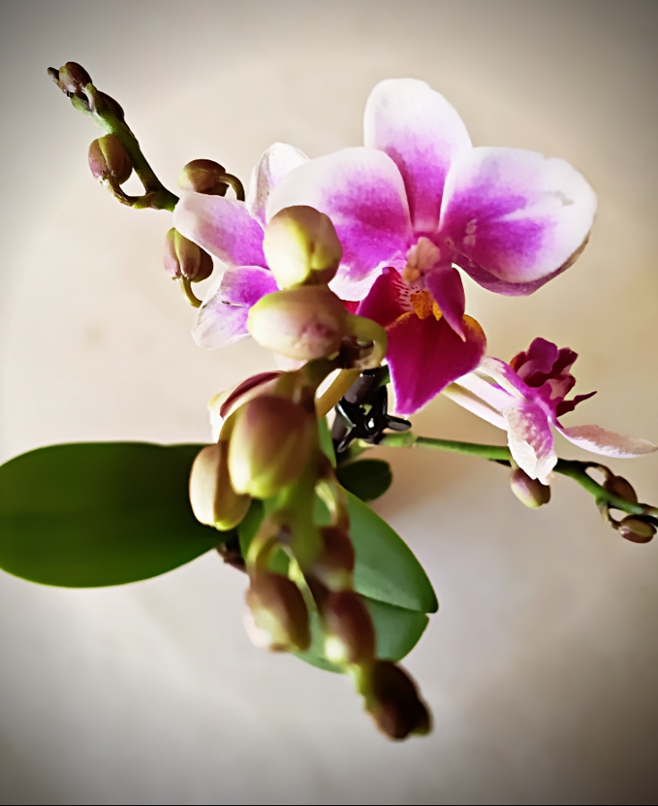 365 Project – A Photo A&nbsp;Day