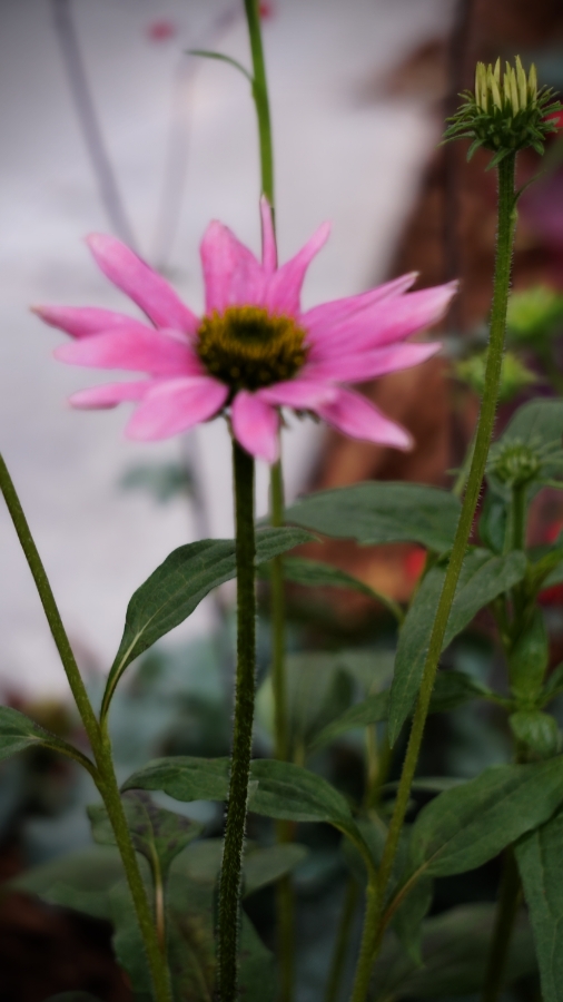 FLOWER OF THE DAY – MARCH 10,&nbsp;2018