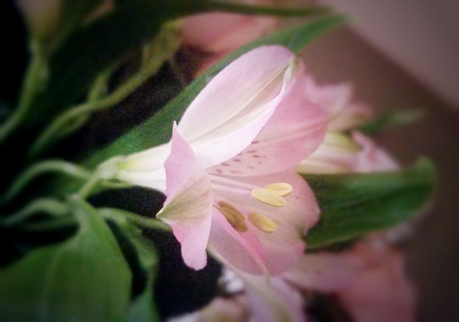 365 Project  – A Photo A Day- Mar&nbsp;4