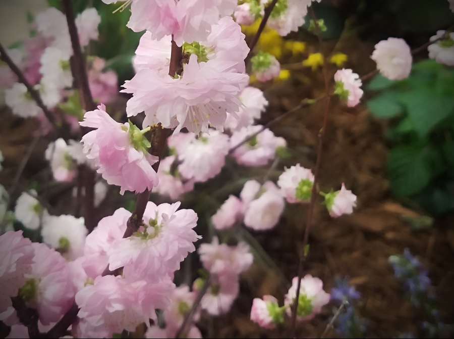 Flower of the Day –&nbsp;3/14