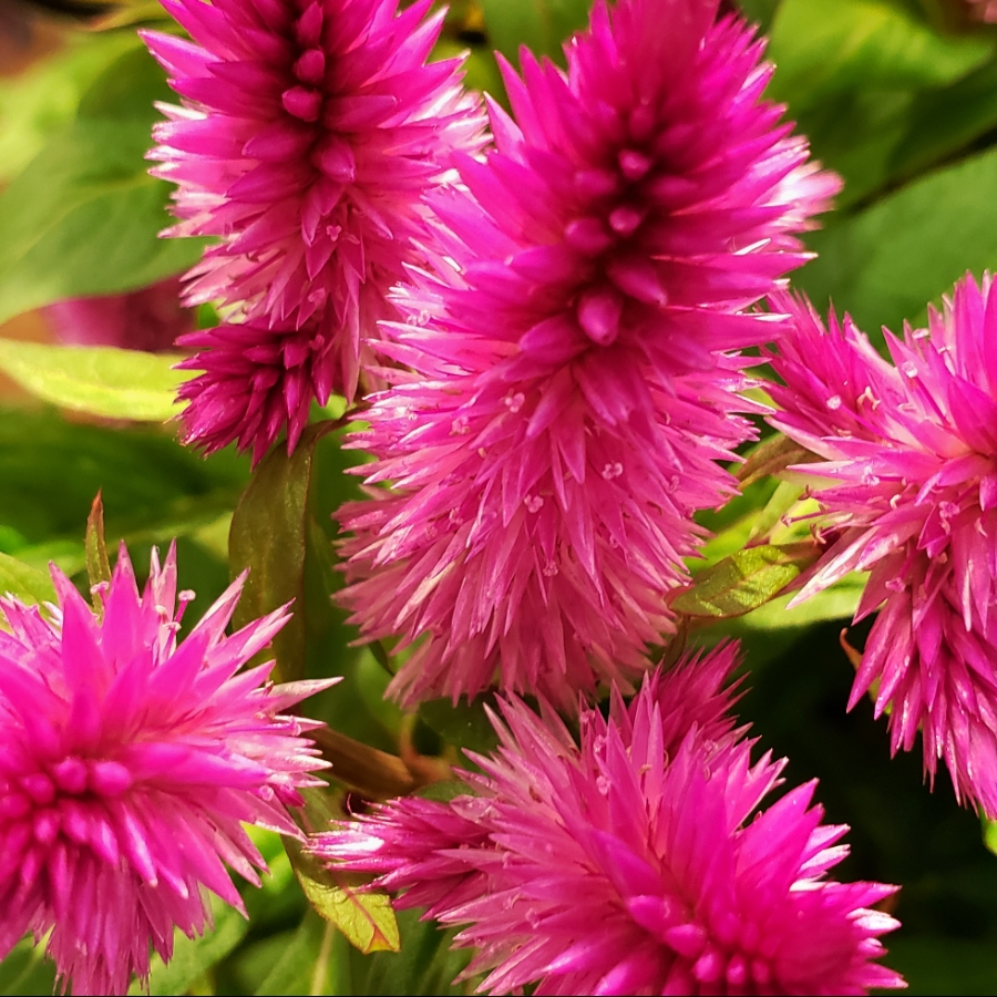 00-pinkfloral-20180325_150402_40974774432_900