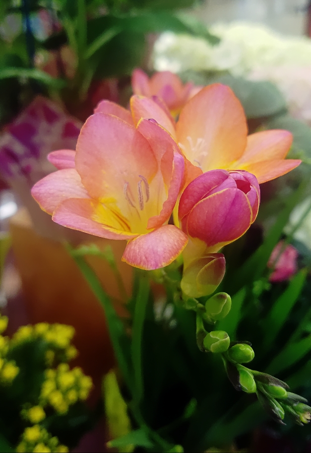 Color Your World – Tickle Me&nbsp;Pink