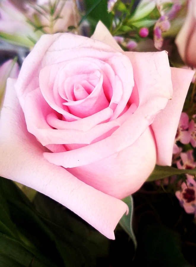 00-pinkrose-900-20180302_141450_A