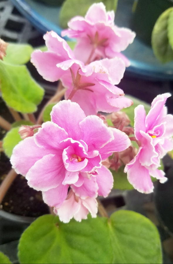 00-pinkviolet-20180127_41101_A900