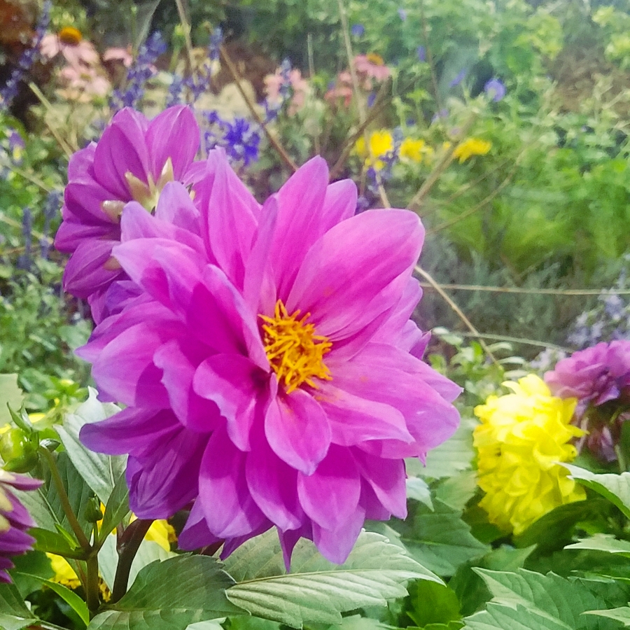 00-purple-dahlia-20180224_151536_900