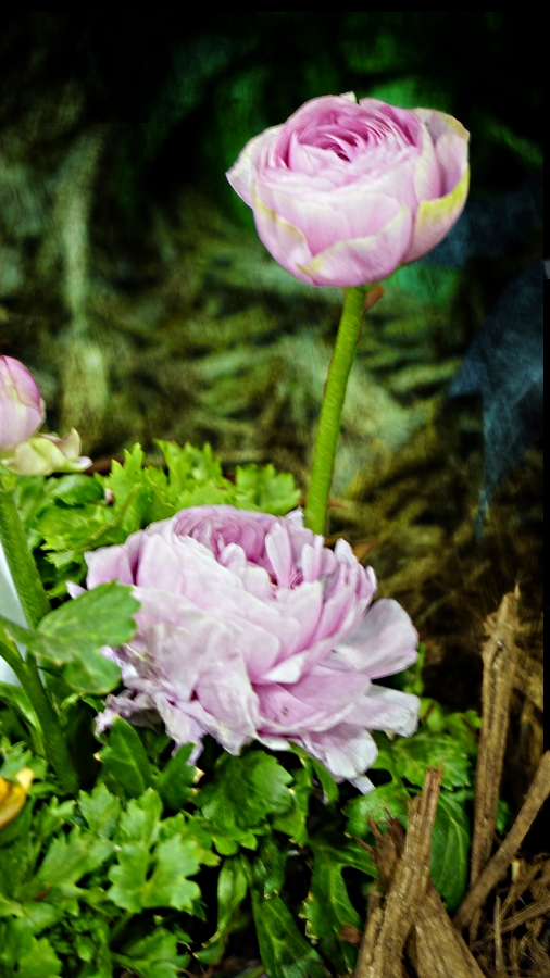 365 Days of&nbsp;Flowers