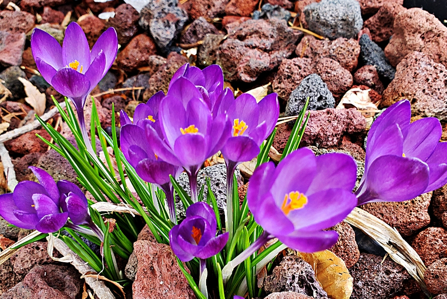 00-purplecrocus-900-20180321_165059B