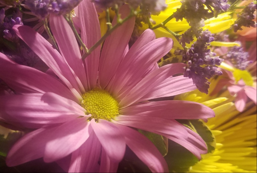 00-purpledaisy25773404427A_A900