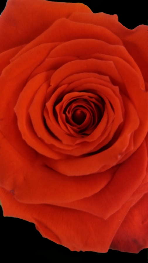 00-redrose-20180311_144329_40713669302_A900