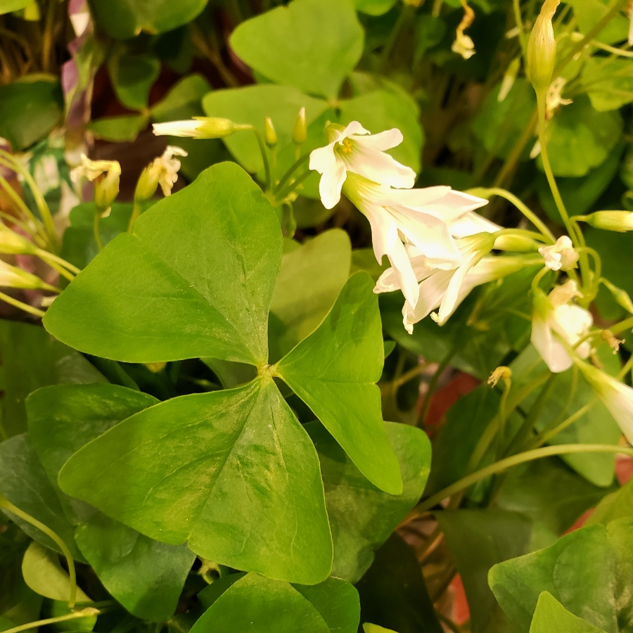 00-shamrocksquared-20180316_170626_40A900