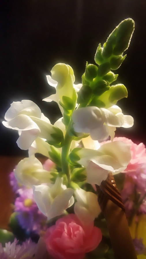 00-snapdragon-900-20180307_A