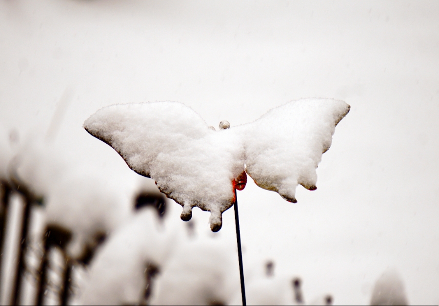 00-snowbutterfly-DSC04128_a900