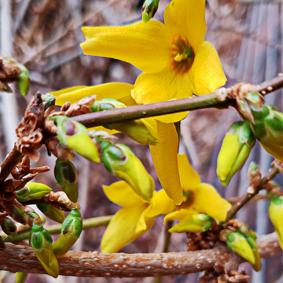 365 Days of&nbsp;Flowers