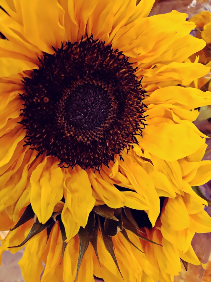 Flower of the Day – March 21, 2018 –&nbsp;Sunflower