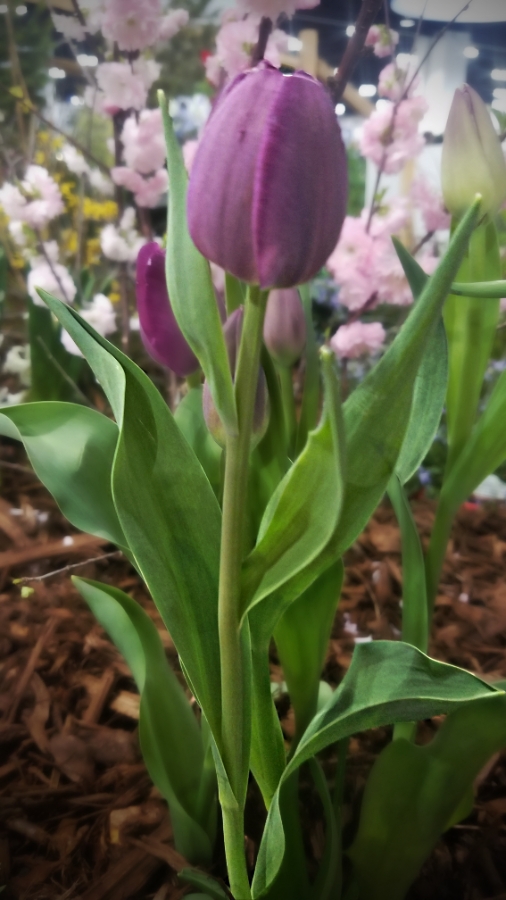 Flower of the Day – March 6 –&nbsp;Tulips