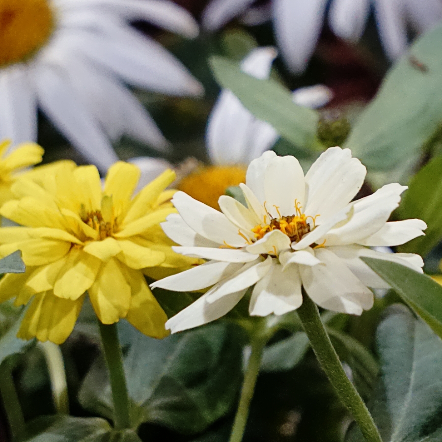 Flower of the Day- March&nbsp;26