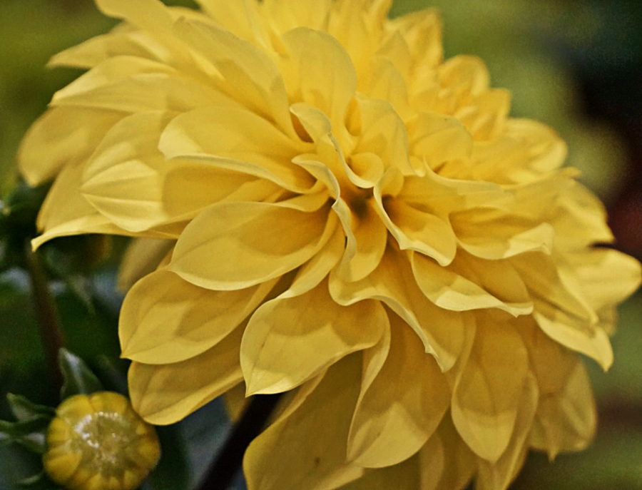 00-yellow-dahlia-DSC04567_900B