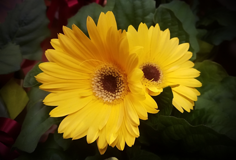 00-yellowdaisy-20180301_152936_900