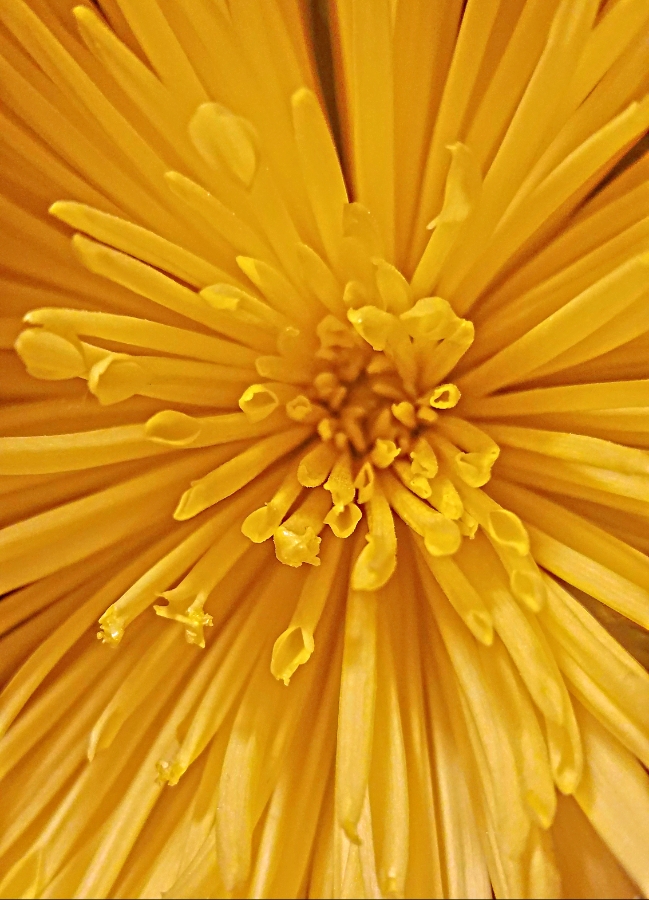 00-yellowmums-20180306_165519_900