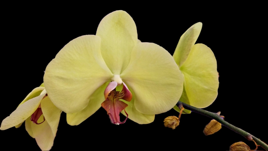 Flower of the Day – March 12,&nbsp;2018-Orchid