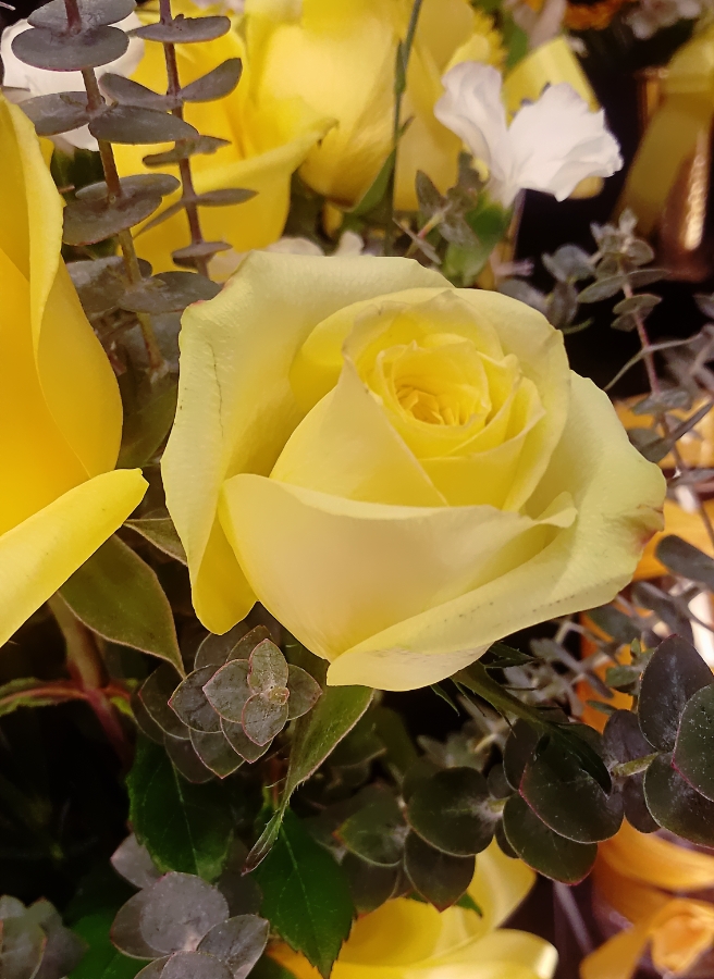 Flower of the Day – March 11, 2018 –&nbsp;Rose